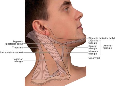 5: The Head and Neck | Basicmedical Key