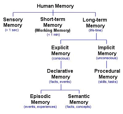 Types of Memory - The Human Memory