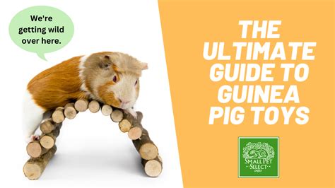 Homemade Guinea Pig Chew Toys | Wow Blog