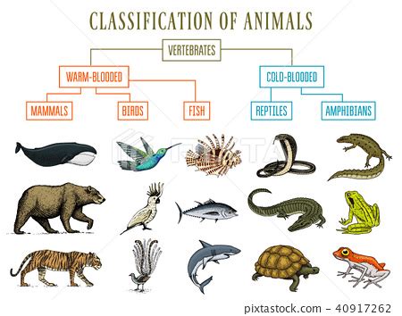 Classification Of Reptiles - astonishingceiyrs