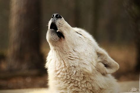 White Wolf : Lonely wolf? Wolves howl when they miss their friends (Video)