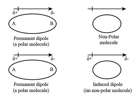 What is an induced dipole? | Homework.Study.com