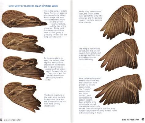 Review: Kaufman Field Guide to Advanced Birding | Wings drawing, Bird drawings, Bird wings