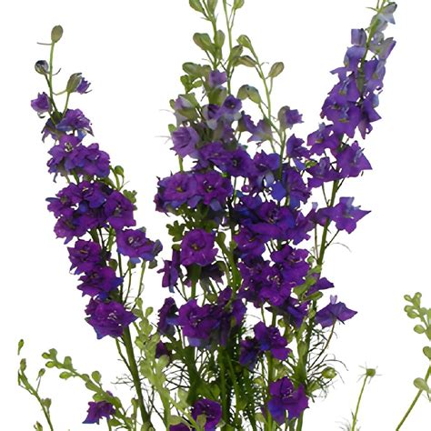 Larkspur Purple Flower | Wholesale Flowers | FiftyFlowers.com