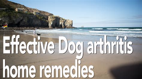 Dog arthritis treatment home remedy | All natural pain relief for dogs | Alternative Principles ...