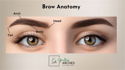 Eyebrow Mapping Chart: A Step By Step Guide To Perfect Brows