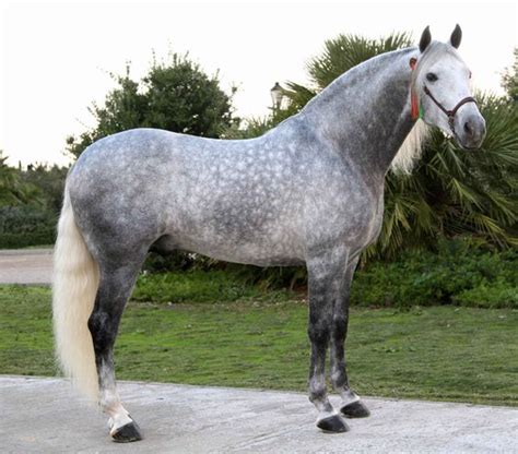 images of dapple grey horses | Grey Beauty, andalusian, dapple, grey ...