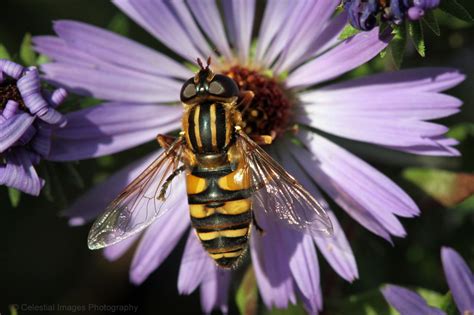 Lots of different bee-and-wasp-mimic hover flies... - Celeste's Nature Photography