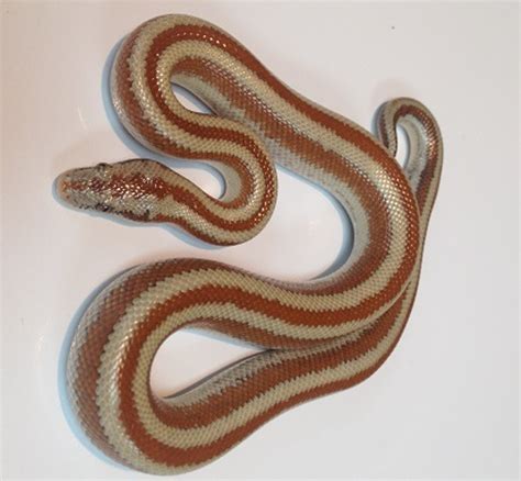 Rosy Boas for sale | Snakes at Sunset