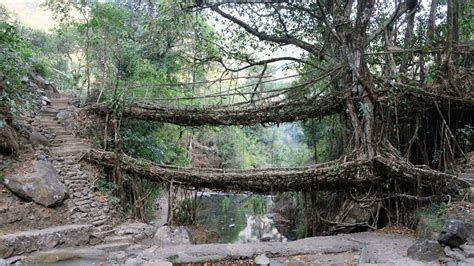 India's Meghalaya 'living root bridges' get stronger as the trees grow ...