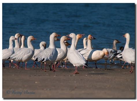 Snow Goose | Snow goose, Goose, Snow