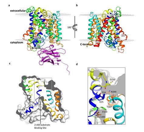 Characterisation of the structure and function of an L-amino acid ...