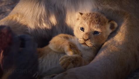 Circle of Life/Nants' Ingonyama Song Lyrics The Lion King 2019