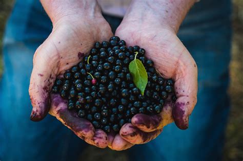 Maqui berry: The health benefits of this superfood from Patagonia