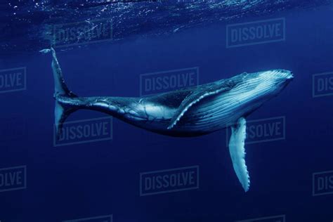 Humpback whale swimming Underwater, Tonga, South Pacific - Stock Photo - Dissolve