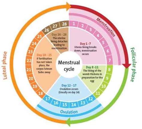 Tabla-del-ciclo-menstrual - Estefanía Mata