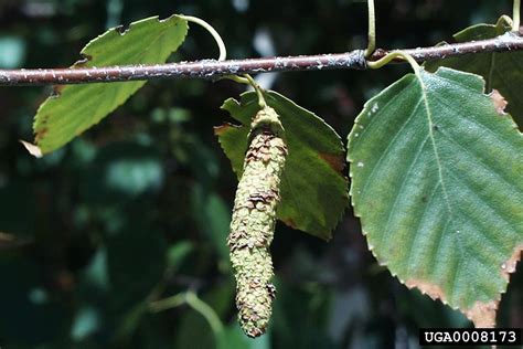 Betula papyrifera (paper birch): Go Botany