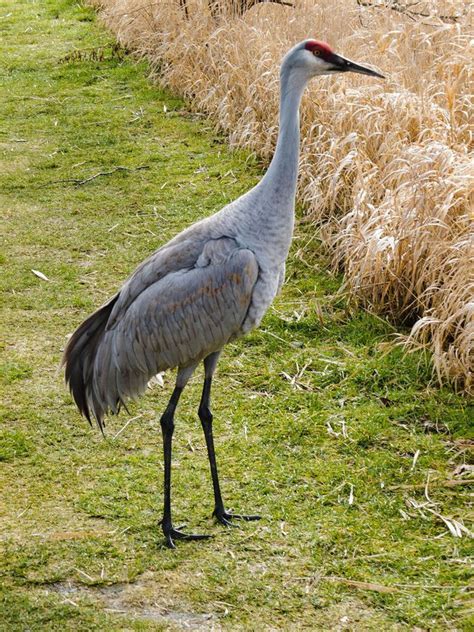 79 best images about Bird - America - Sandhill Crane on Pinterest | Canada, Featured and Florida