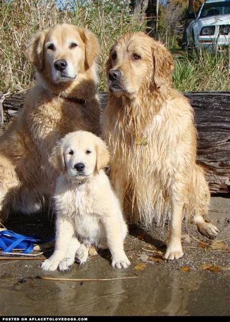 happy family!! | Golden retriever, Retriever, Dogs golden retriever