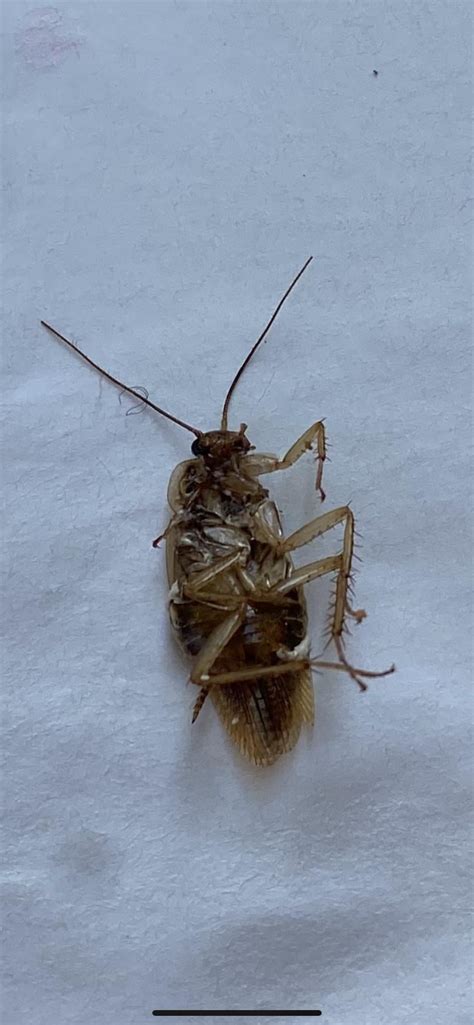 Cricket or cockroach? Found in home, stomped on one time (in case that ...