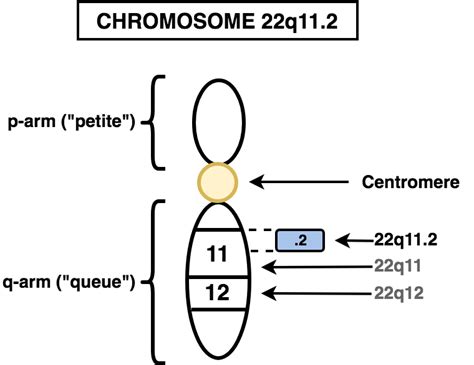 DiGeorge (22q11.2 Deletion) Syndrome - PsychDB