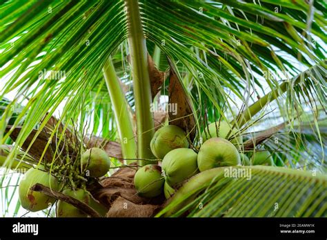 Coconut farm thailand hi-res stock photography and images - Alamy