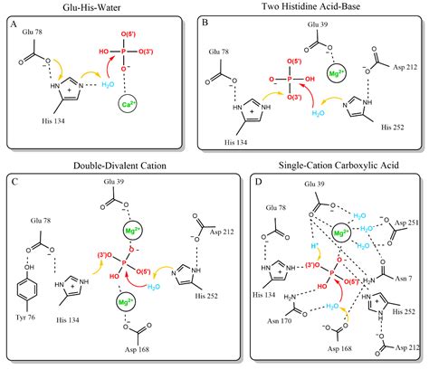 Encyclopedia | Free Full-Text | Dnase1 Family in Autoimmunity