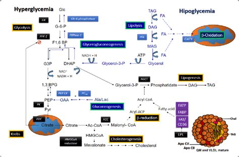 Metabolic pathways involved in the extended Randle cycle.... | Download ...