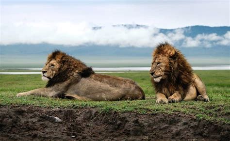 3 Days Ngorongoro Crater Safari Package - Gracepatt Ecotours Kenya