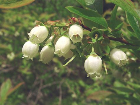 Vaccinium corymbosum (highbush blueberry): Go Botany