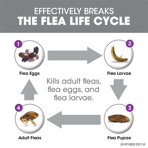 Flea Cycle In Dogs Chart Poster Laminated | stickhealthcare.co.uk