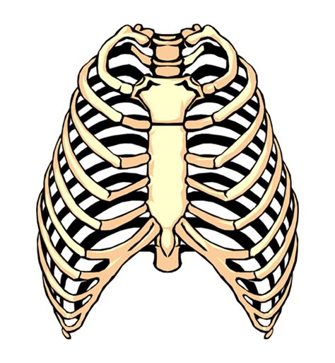 Human Ribs Drawing | Free download on ClipArtMag