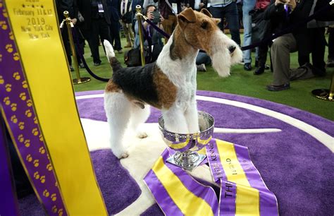 Westminster Kennel Club Dog Show 2019: Meet the best of the good dogs ...