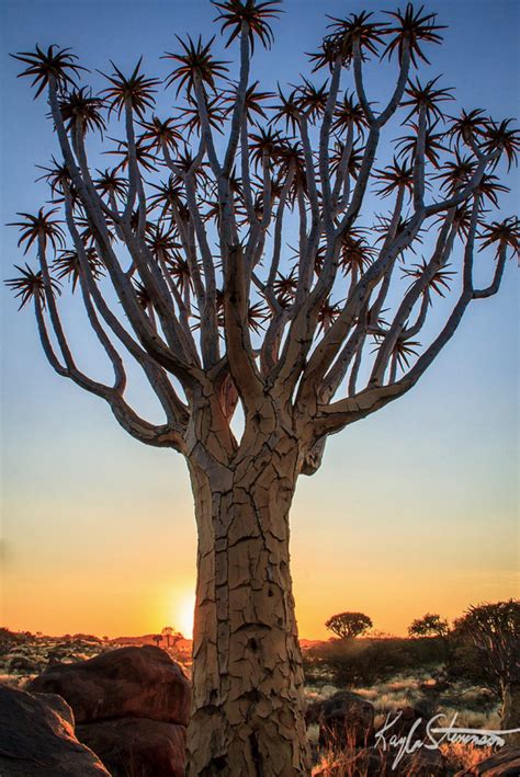 12 Uniquely Strange Trees That You've Probably Never Seen Before - Forgot To Think