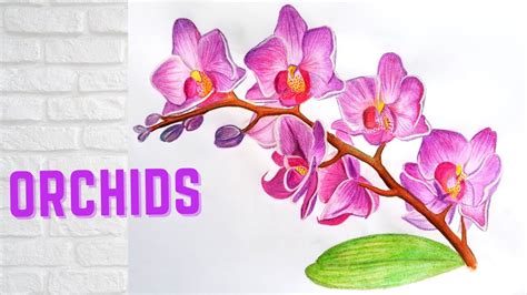 How To Draw Orchids |Realistic Orchid Flowers Drawing with WaterColors and Color Pencils # ...