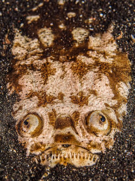 Stargazer Fish - Photo taken in Indonesia – Jack’s November Underwater Photograph — SEVENSEAS Media