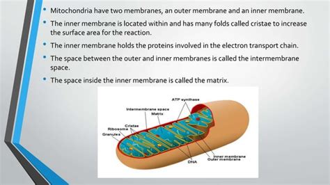 Redox reactions in cellular respiration.pptx