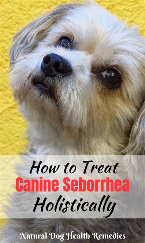 Canine Seborrhea - Causes, Symptoms, & Natural Home Remedies