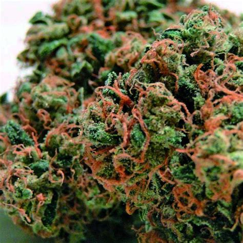 Seven Most Popular Marijuana Strains to Grow | Speed Greens