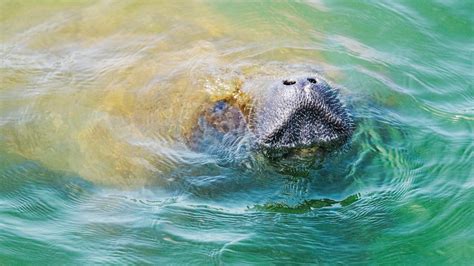 Florida manatee deaths are spiking. Boats may be the cause| Editorial