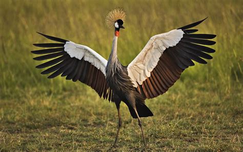Watching the Sun Bake: Three Species of African Cranes