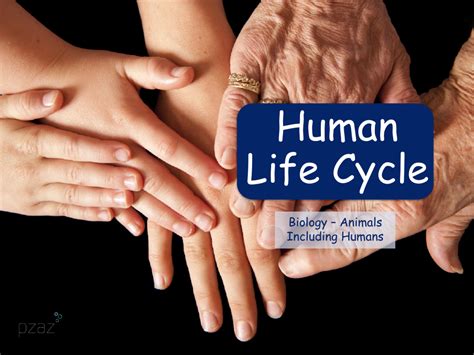 The Human Life Cycle - Presentation | Science Year 5