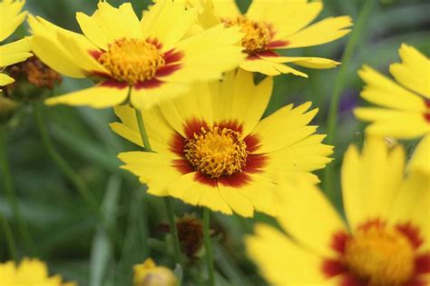 17 of the Best Coreopsis Varieties | Gardener’s Path