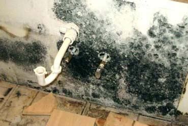 What Causes Black Mold? Growth, Causes and Solutions!