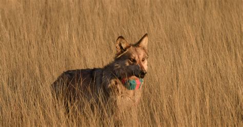 Conserving the Mexican Wolf | U.S. Fish & Wildlife Service