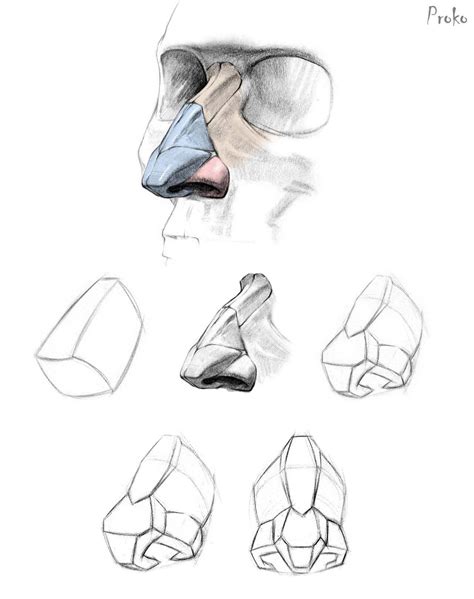 Nose Drawing Reference and Sketches for Artists