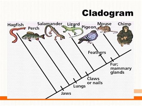 Cladistics - Systematics