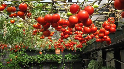 How to Grow Hydroponic Tomatoes - Planting Your Future