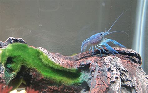 How to Tell if Your Crayfish is About to Molt