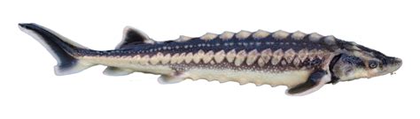 Sturgeons – LIFE-Boat4Sturgeon